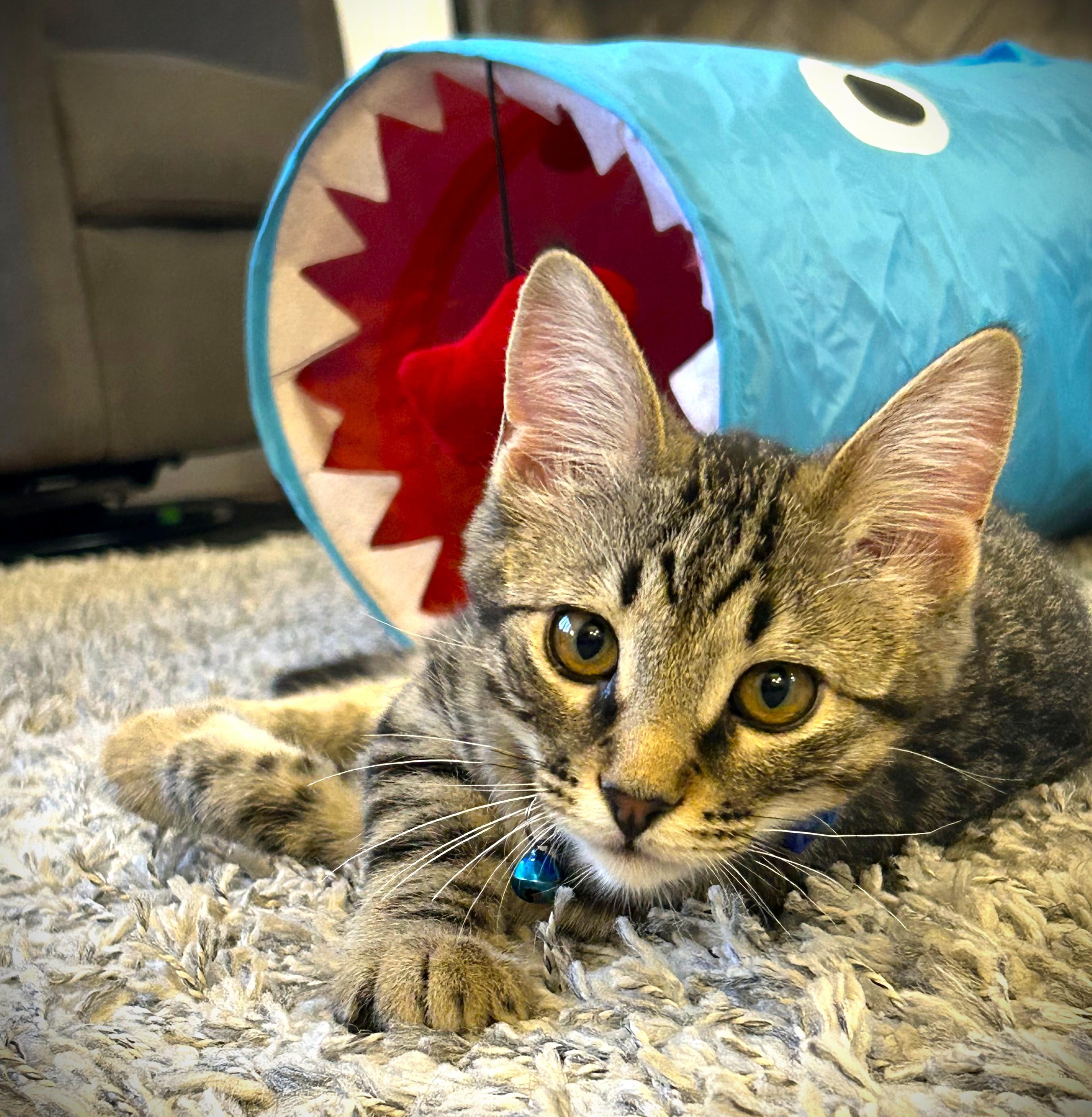 EDDIE-pending, adopted, Kitten Male Domestic Short Hair.