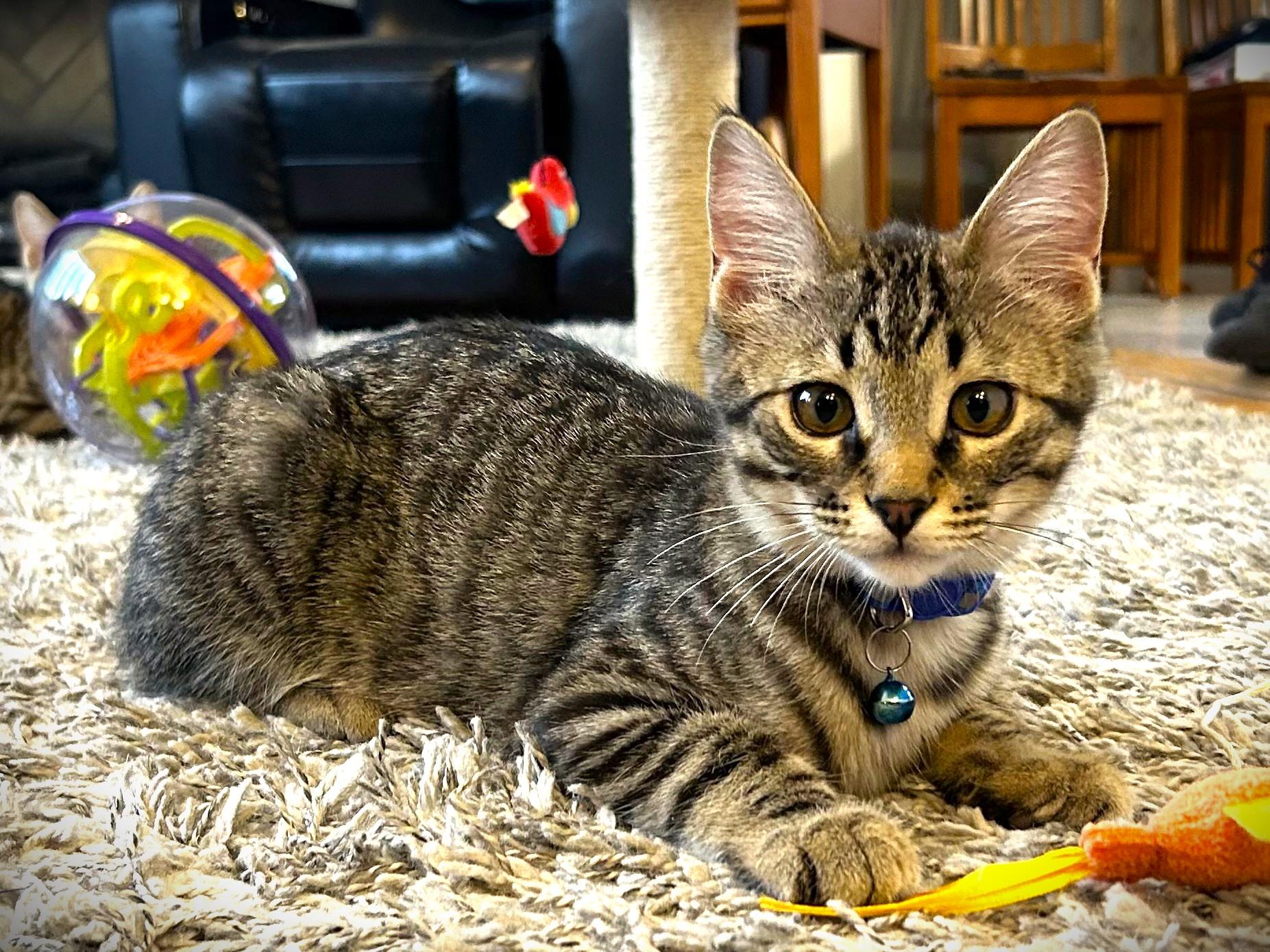 Enlarge EDDIE-pending, an adopted Domestic Short Hair in Mankato, MN image 2/5