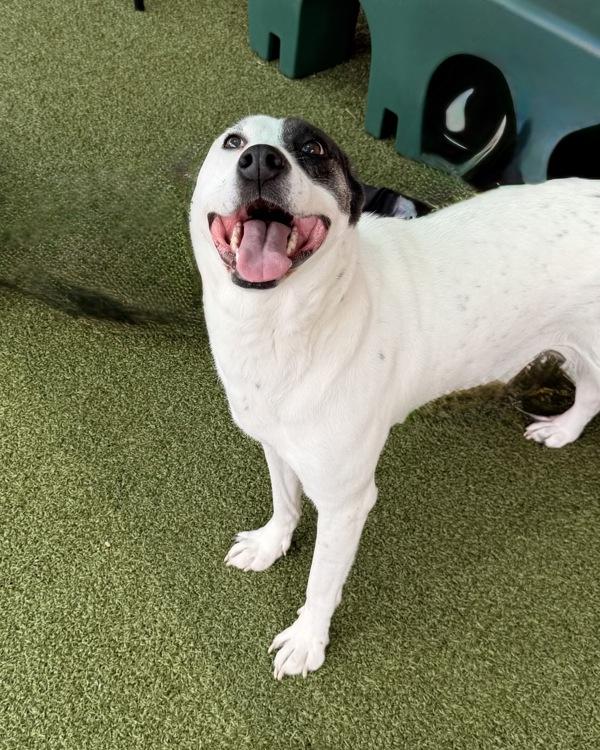 Enlarge Phoebe, a Adoptable mixed breed in Canton, GA image 1/1