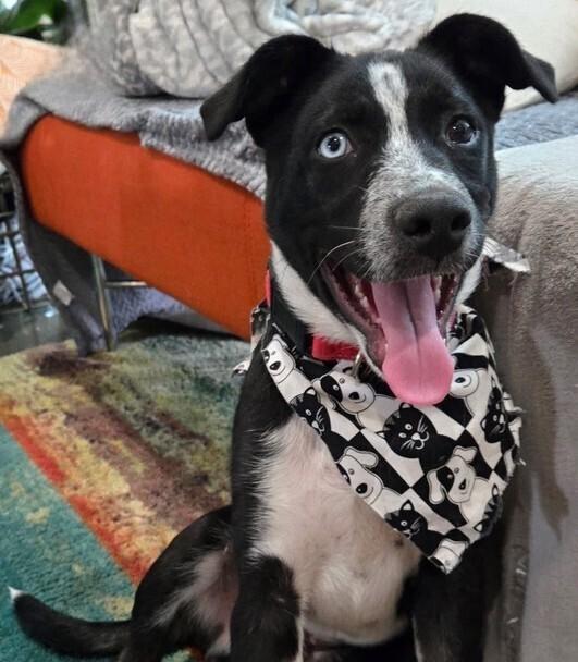 26-021 Hunter, a Adoptable mixed breed in Richardson, TX image 1/6