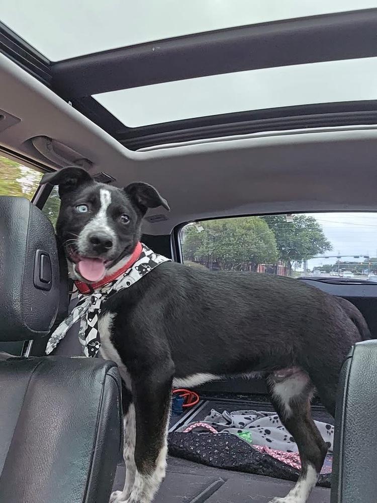 26-021 Hunter, a Adoptable mixed breed in Richardson, TX image 2/6