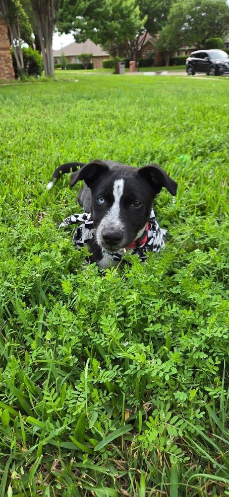 26-021 Hunter, a Adoptable mixed breed in Richardson, TX image 3/6