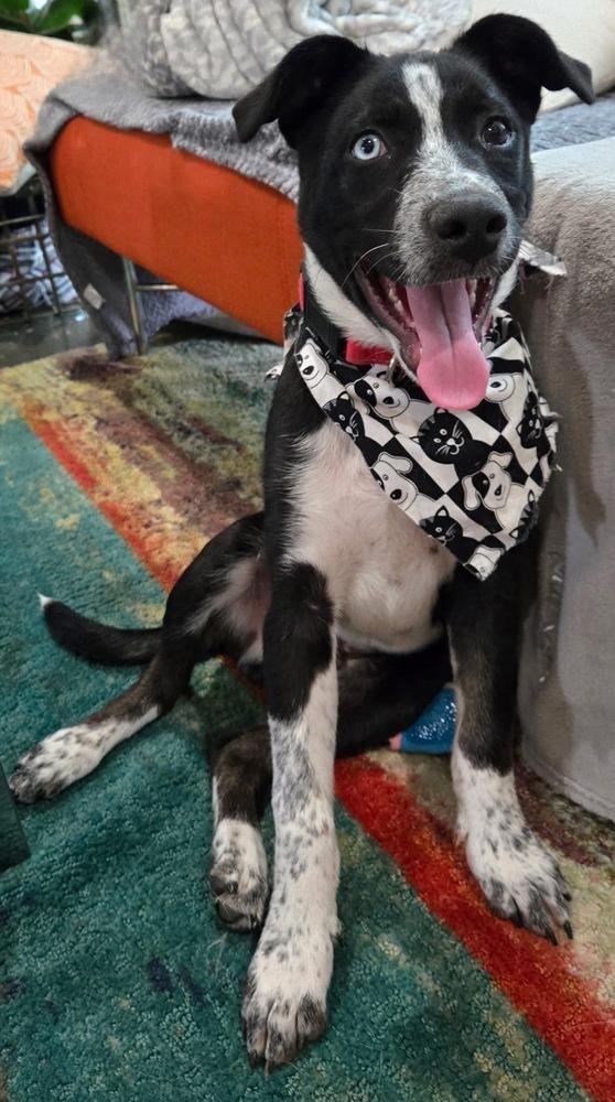 26-021 Hunter, a Adoptable mixed breed in Richardson, TX image 4/6