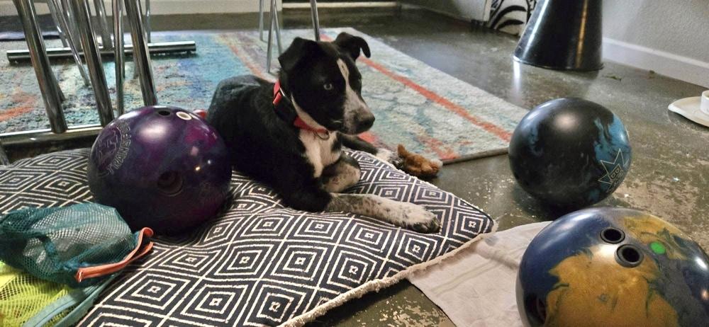 26-021 Hunter, a Adoptable mixed breed in Richardson, TX image 5/6