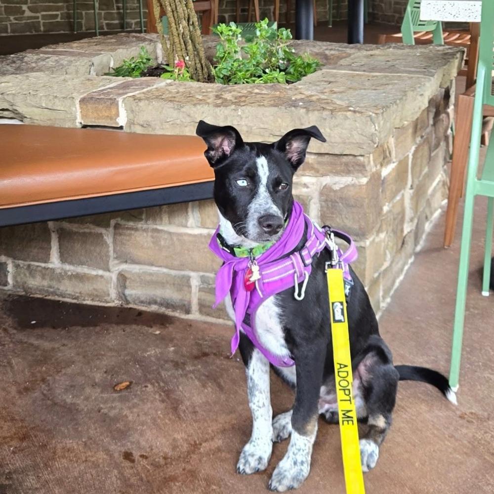 26-021 Hunter, a Adoptable mixed breed in Richardson, TX image 6/6