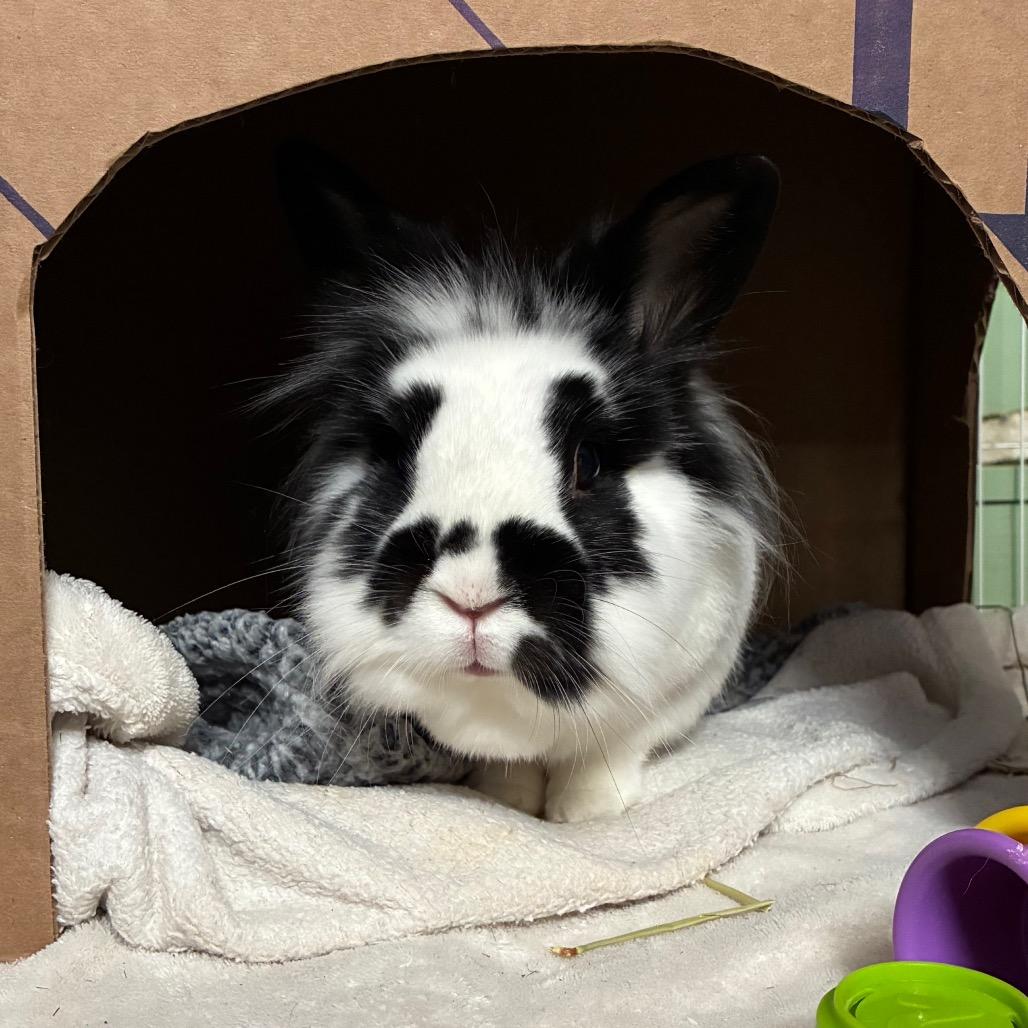 Speckles, a Adoptable mixed breed in Providence, RI image 1/6