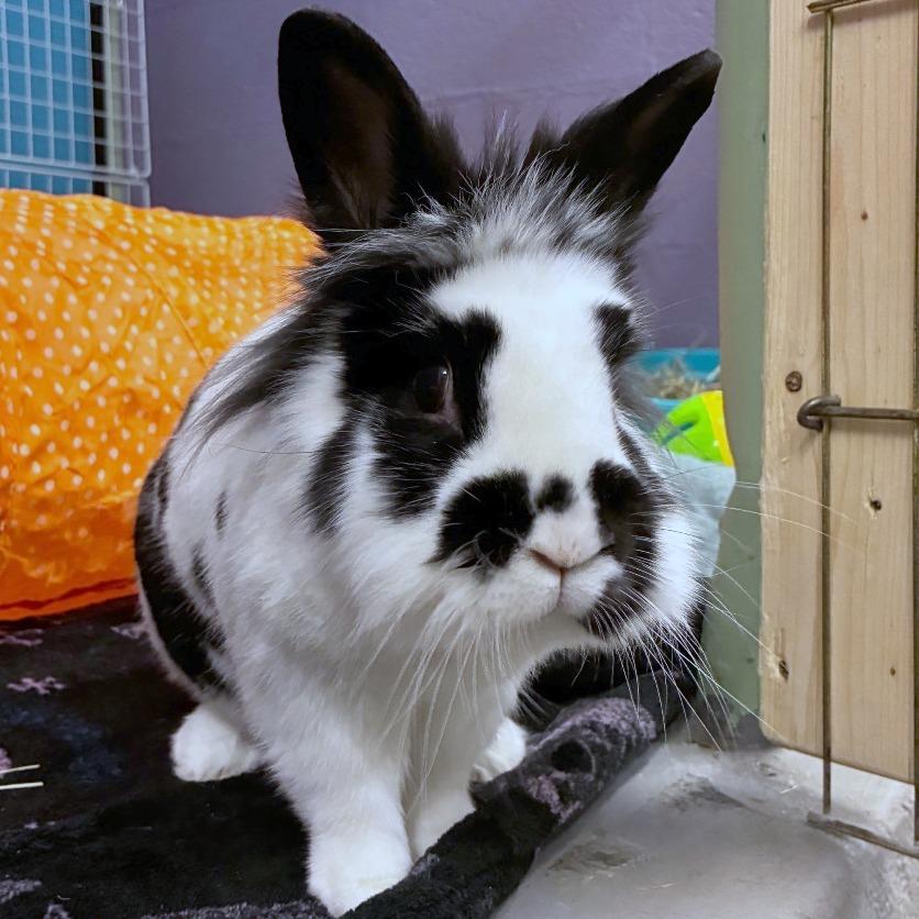 Speckles, a Adoptable mixed breed in Providence, RI image 2/6