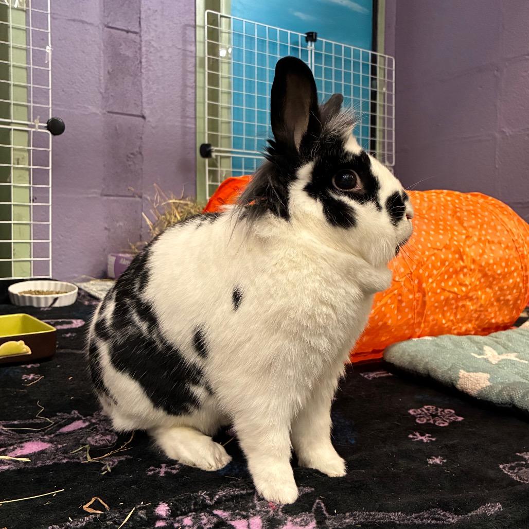Speckles, a Adoptable mixed breed in Providence, RI image 3/6