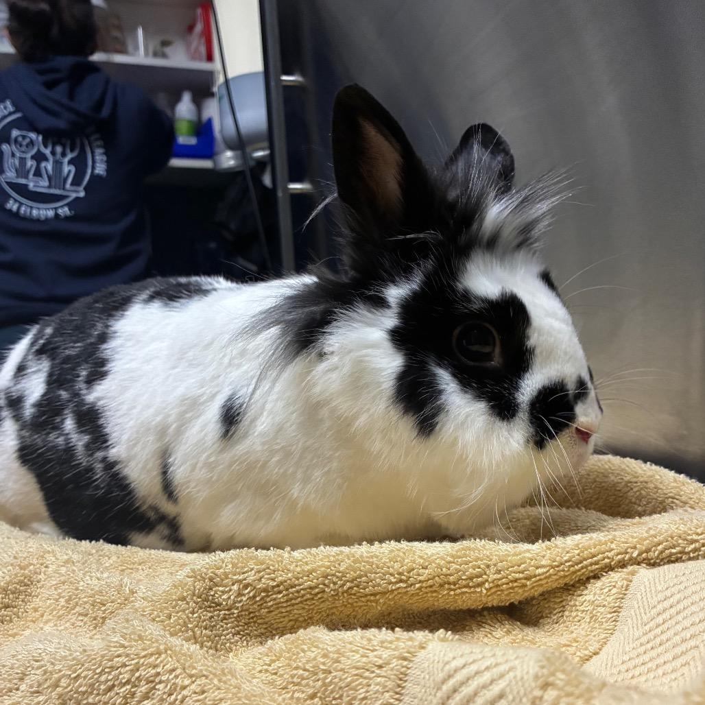 Speckles, a Adoptable mixed breed in Providence, RI image 5/6