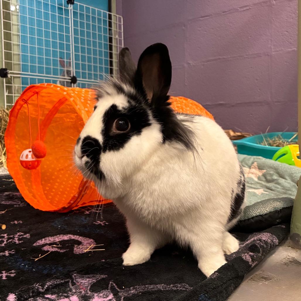 Speckles, a Adoptable mixed breed in Providence, RI image 6/6