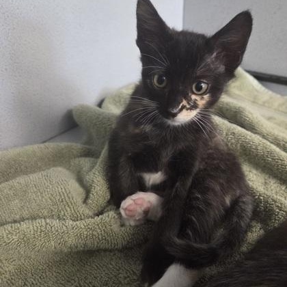Enlarge Stacie, an adoptable Domestic Short Hair in Converse, TX image 1/2