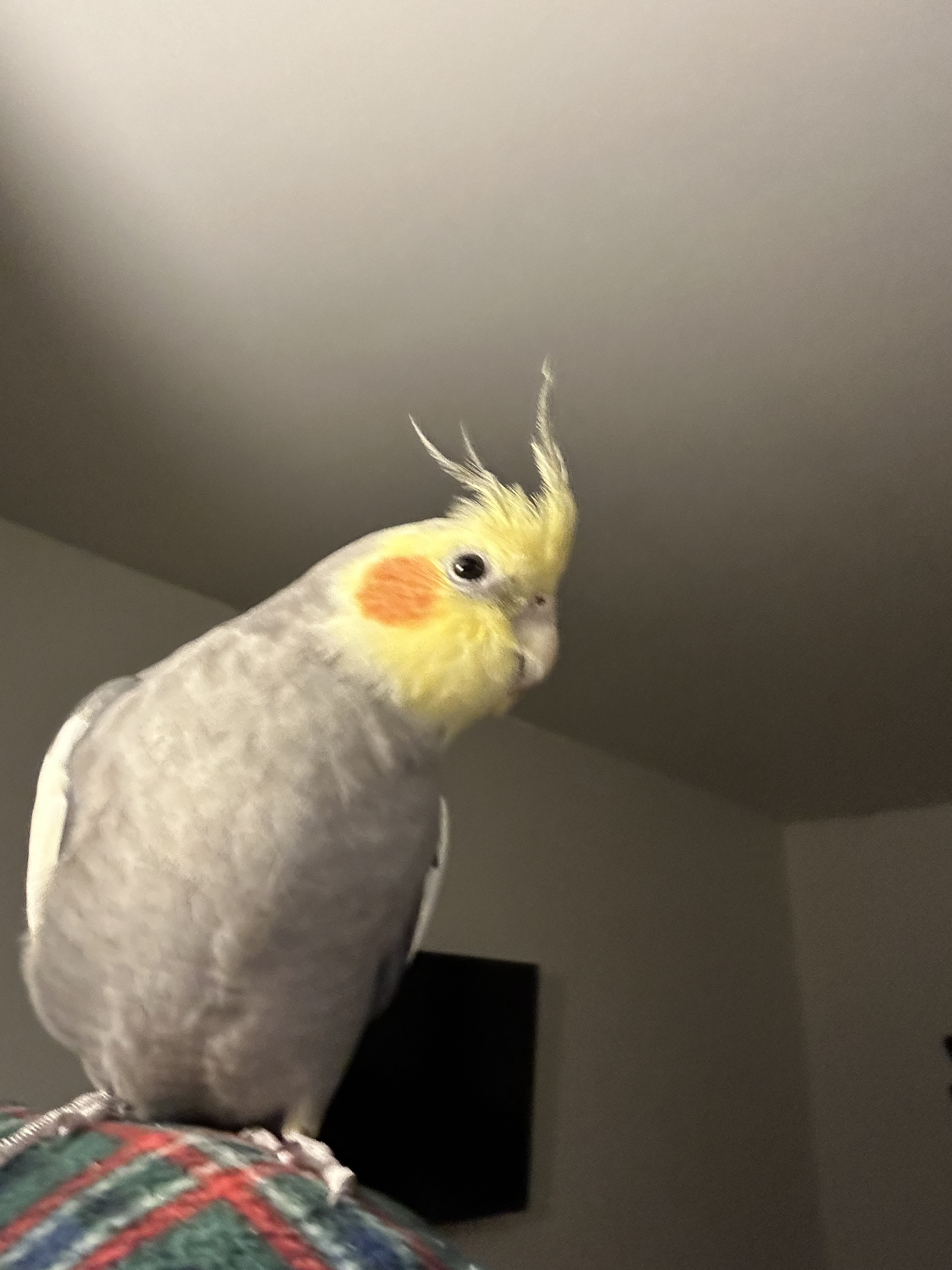 Gravy, an adoptable Cockatiel in North Babylon, NY_image-1