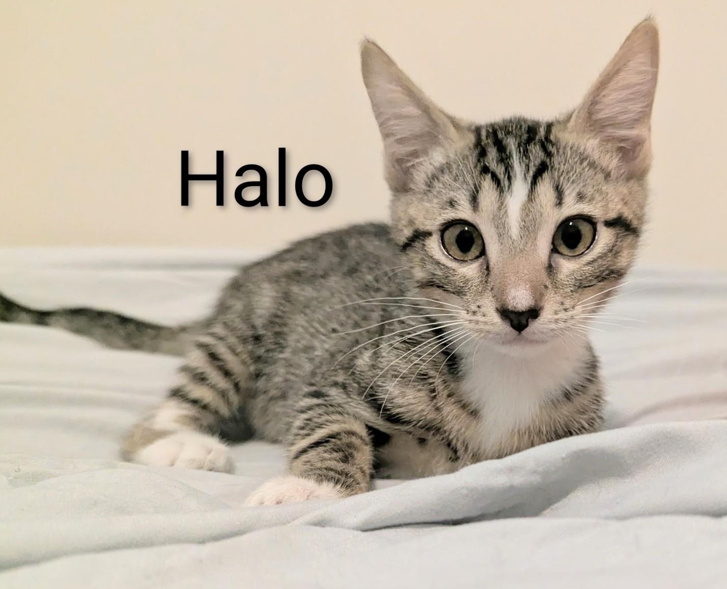 Enlarge Halo, a ADOPTABLE Domestic Short Hair in Fort Myers Beach, FL image 1/1