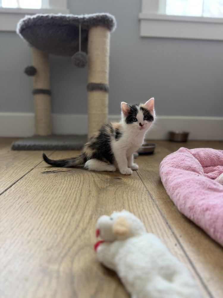 EP: Viva Las Vegas, Adoptable, Kitten Female Calico.