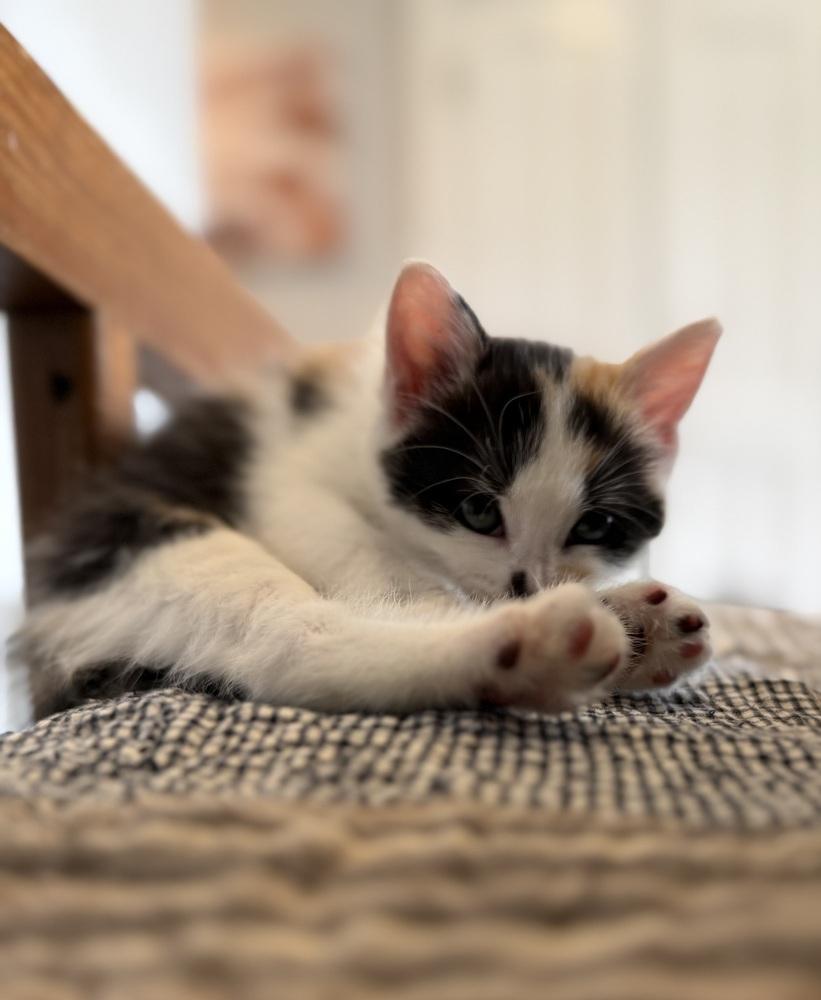 EP: Viva Las Vegas, a Adoptable mixed breed in Warren, CT image 3/6