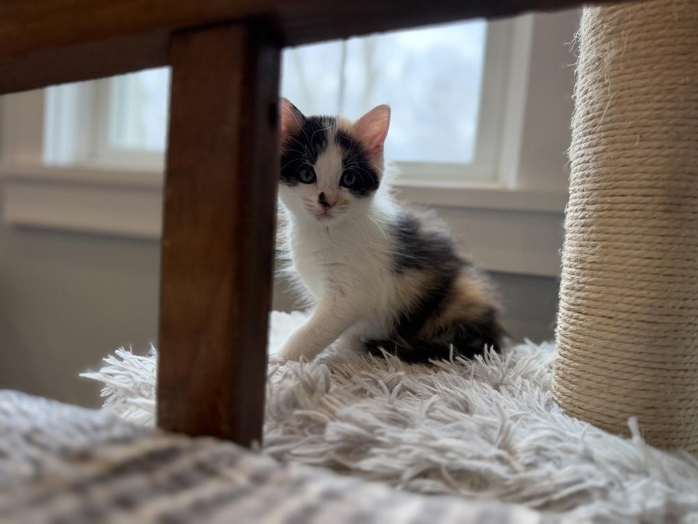 EP: Viva Las Vegas, a Adoptable mixed breed in Warren, CT image 4/6