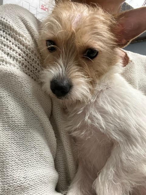 Enlarge Celeste, a Adopted Chihuahua in Sharon, CT image 5/5