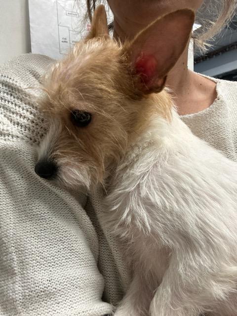 Enlarge Celeste, a Adopted Chihuahua in Sharon, CT image 3/5