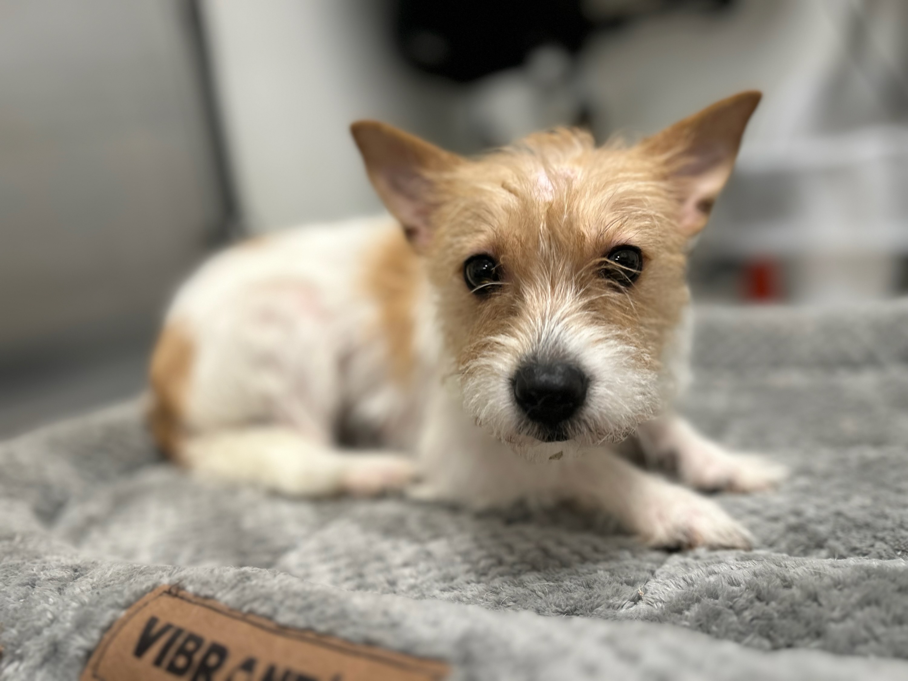 Enlarge Celeste, a Adopted Chihuahua in Sharon, CT image 2/5