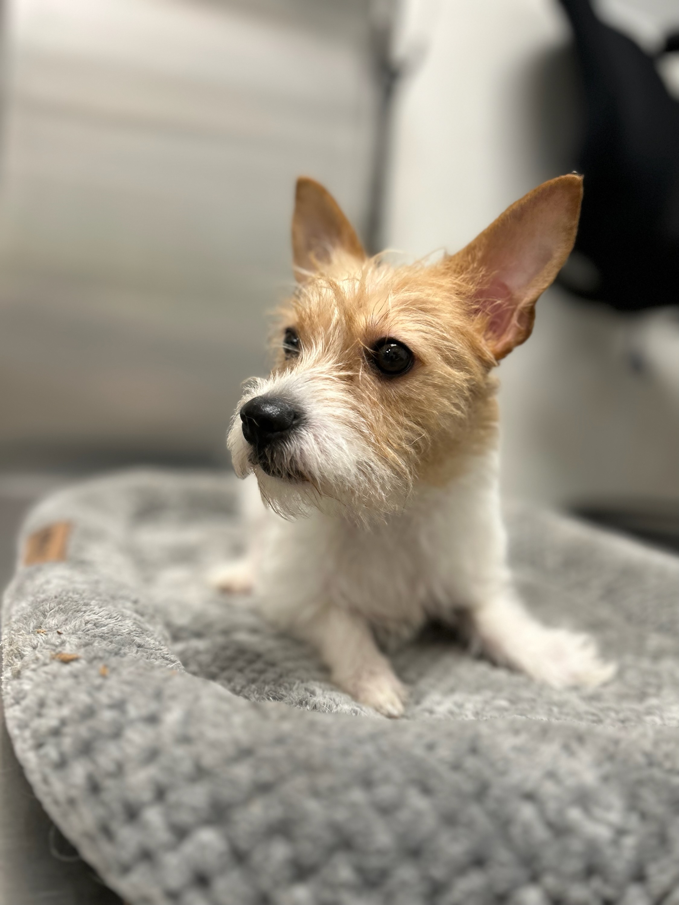 Enlarge Celeste, a Adopted Chihuahua in Sharon, CT image 1/5