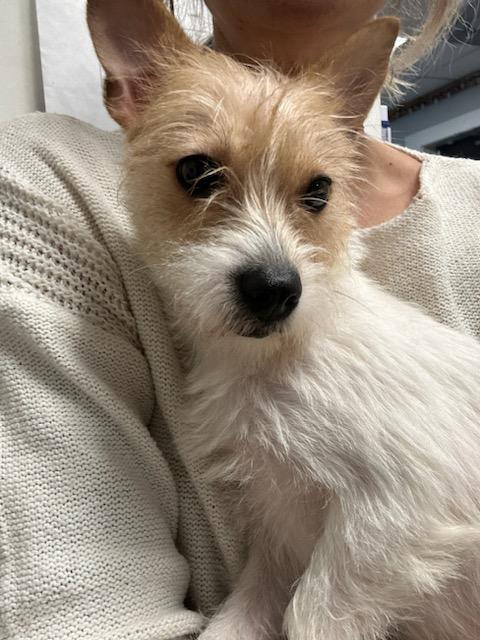 Enlarge Celeste, a Adopted Chihuahua in Sharon, CT image 4/5