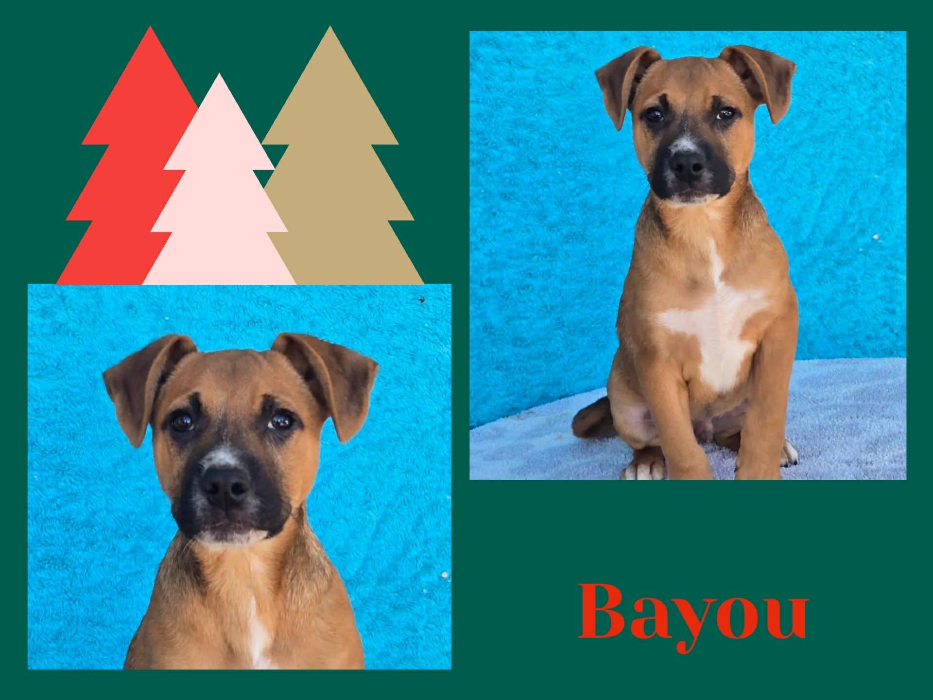 Bayou, ADOPTABLE, Puppy Male Boxer & Labrador Retriever.