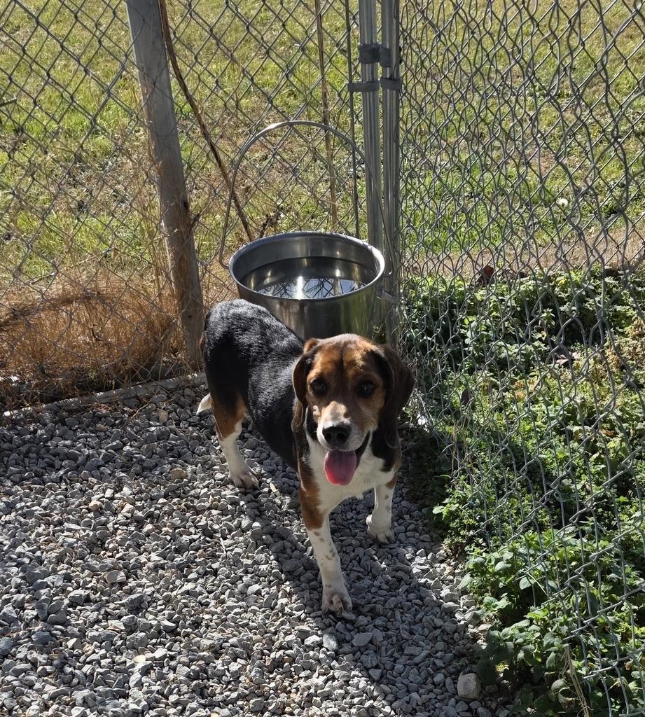 Timmy, Adoptable, Adult Male Beagle.