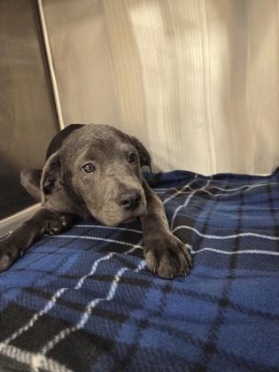 Sybil, Adoptable, Puppy Female Labrador Retriever & Mixed Breed.
