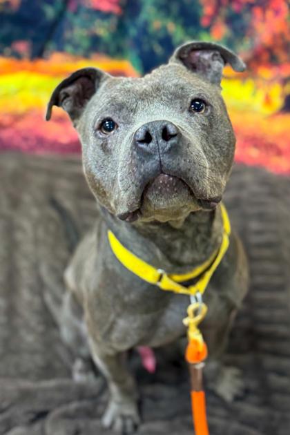 Trey Hendrickson thumbnail 2