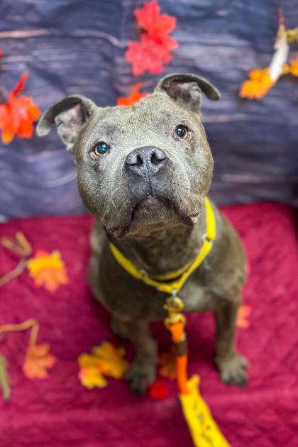 Trey Hendrickson thumbnail 3