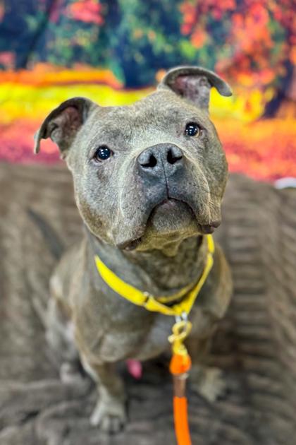 Trey Hendrickson thumbnail 4