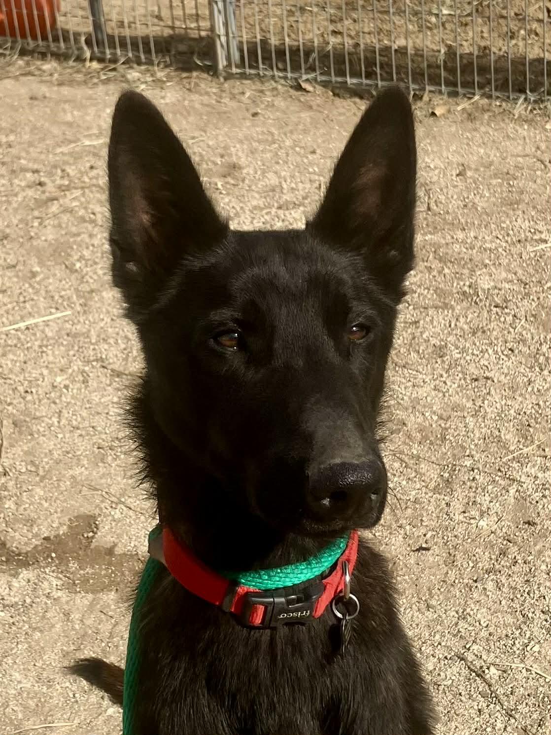 Ollie, Adoptable, Young Male Dutch Shepherd.