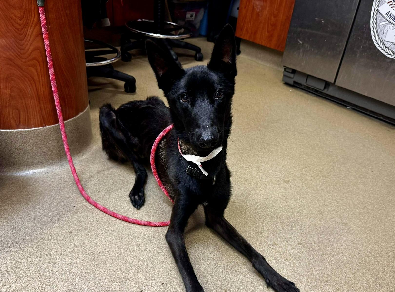 Enlarge Ollie, a Adoptable Dutch Shepherd in Vancouver, WA image 6/6