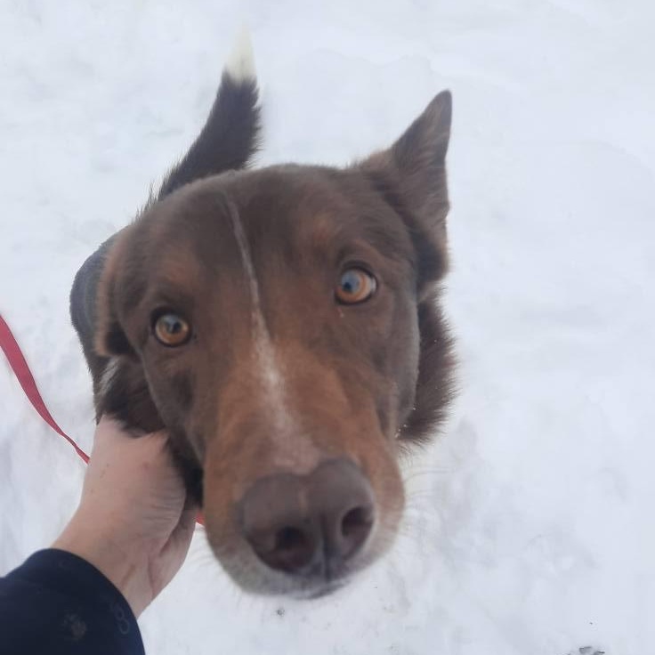 Enlarge Colt, a ADOPTABLE mixed breed in Grafton, OH image 4/4