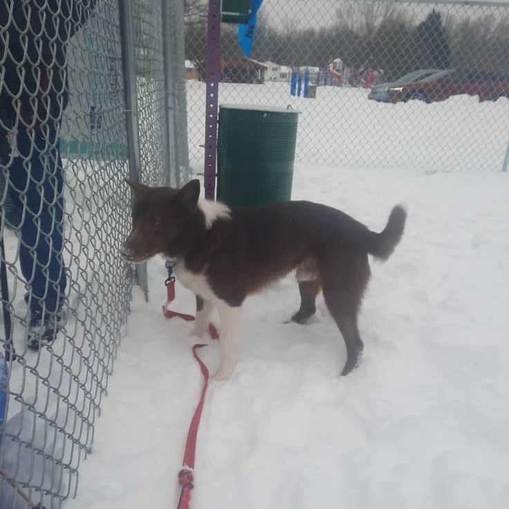 Enlarge Colt, a ADOPTABLE mixed breed in Grafton, OH image 2/4