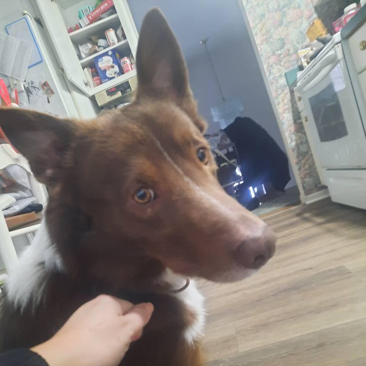 Colt, ADOPTABLE, Young Male Border Collie.