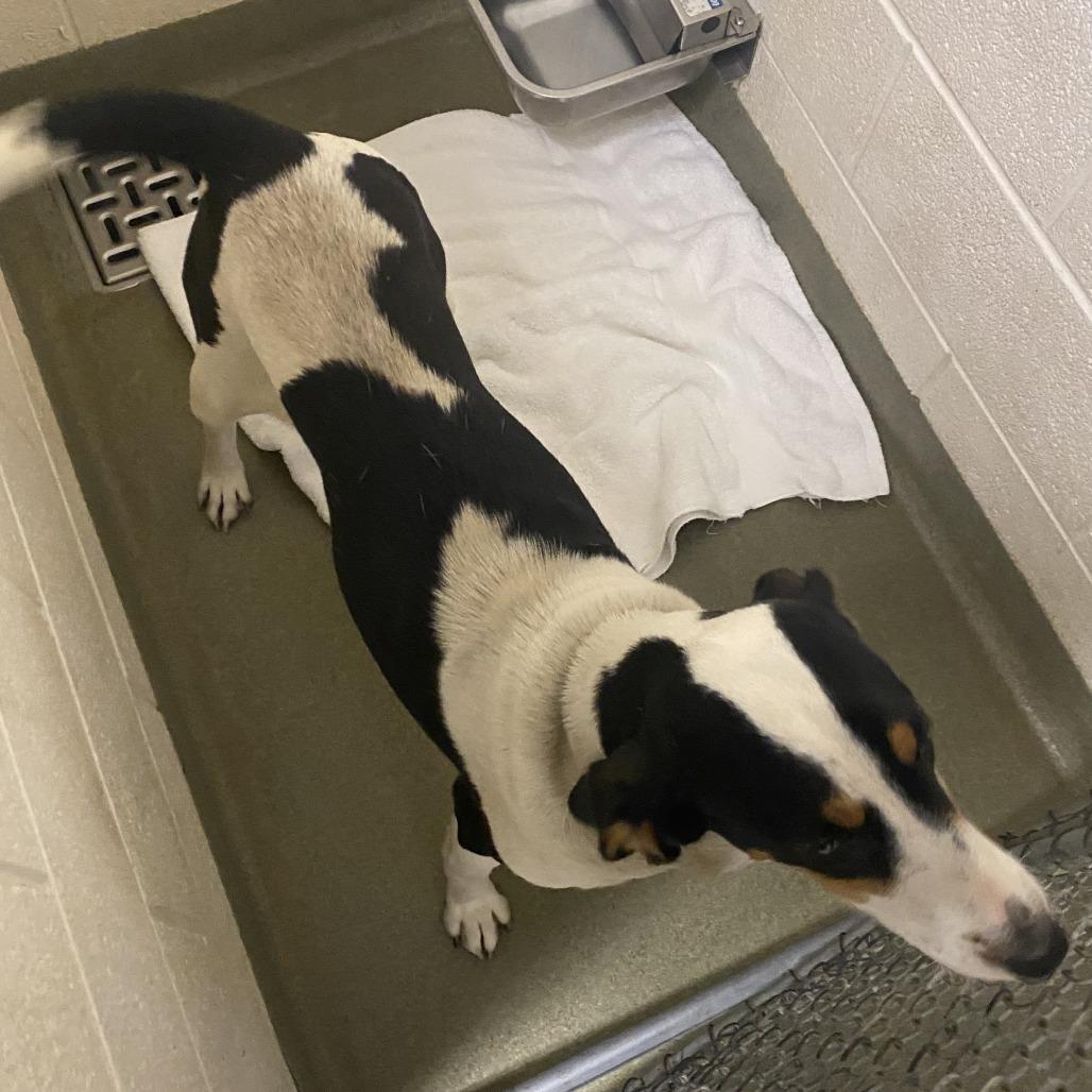 Enlarge Matilda, a Adoptable Hound in Harrisonburg, VA image 1/1