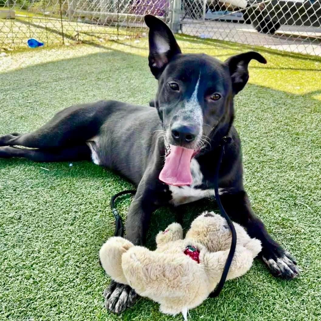 Enlarge William Shakespaw, a Adoptable mixed breed in Portland, OR image 1/6