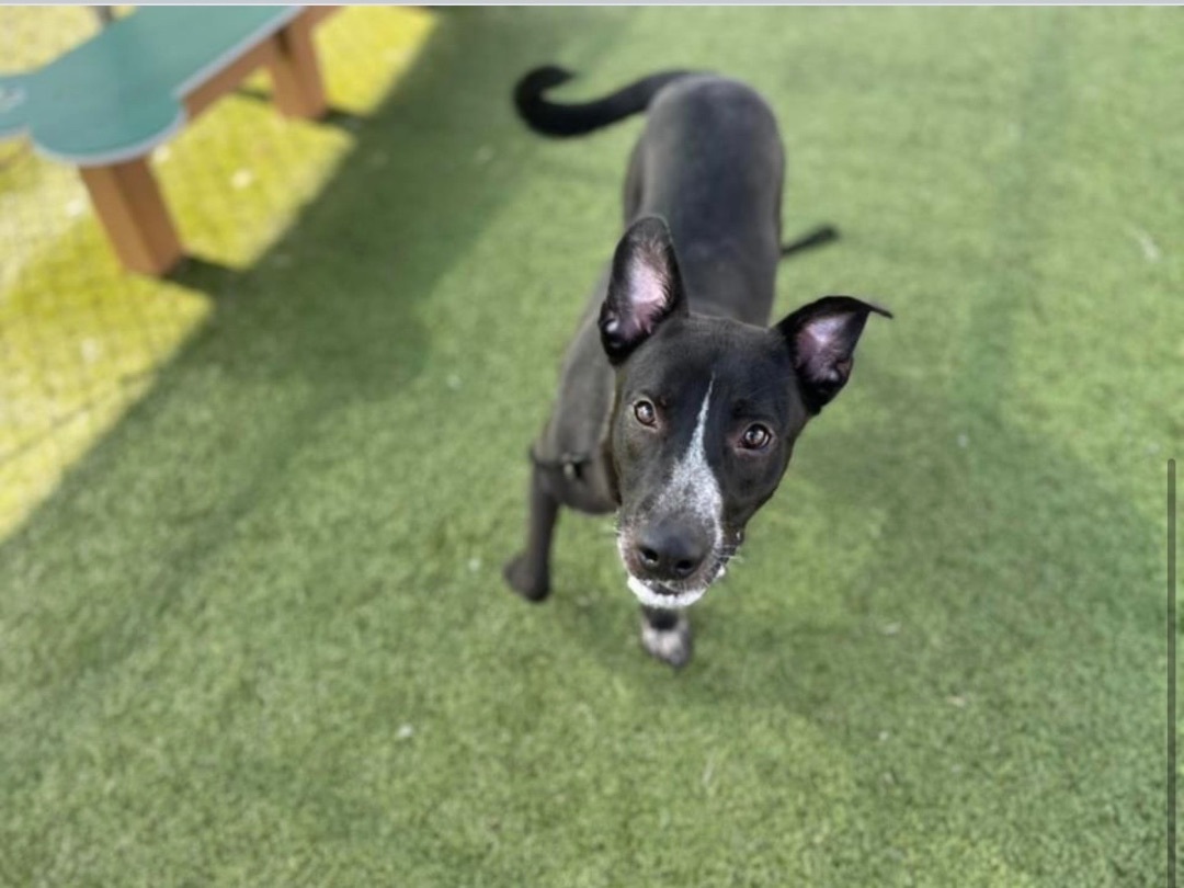 Enlarge William Shakespaw, a Adoptable mixed breed in Portland, OR image 2/6