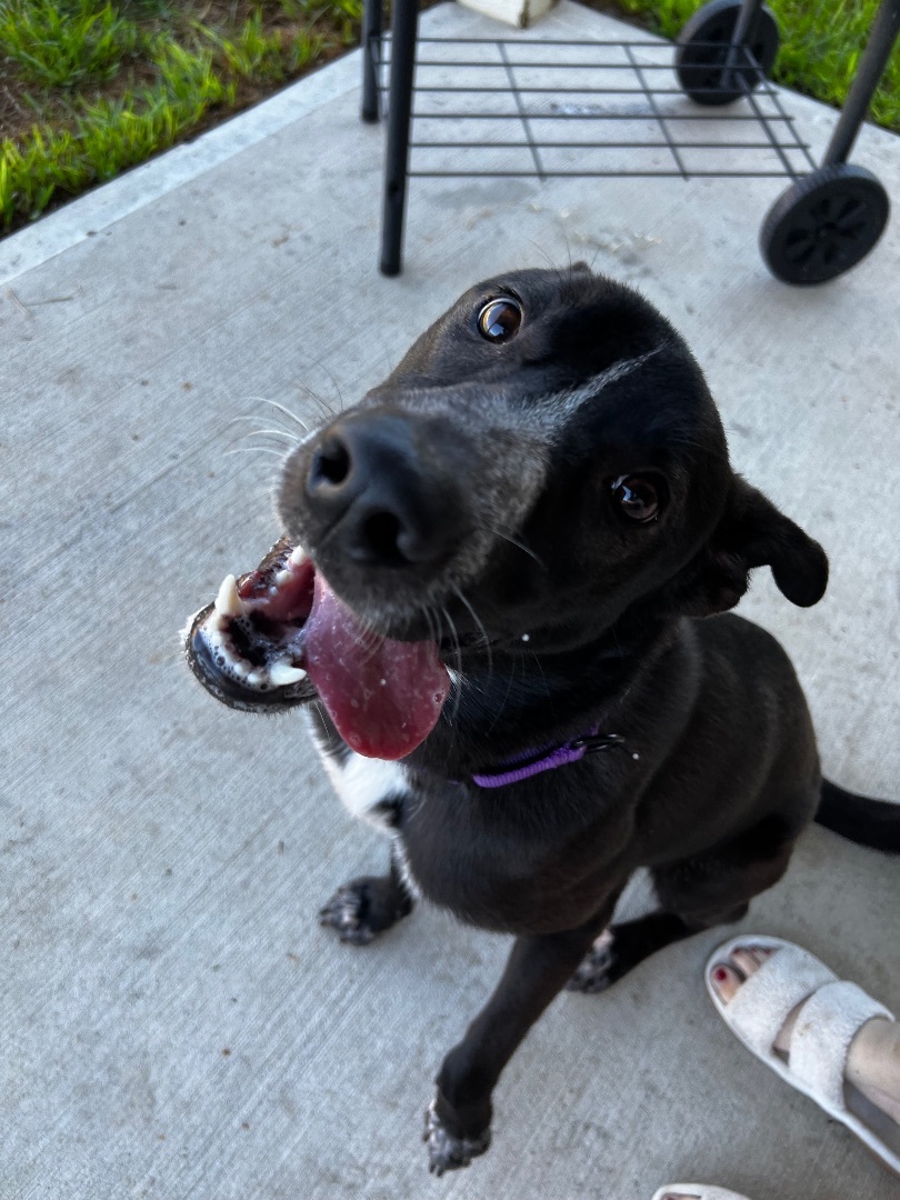 Enlarge William Shakespaw, a Adoptable mixed breed in Portland, OR image 5/6