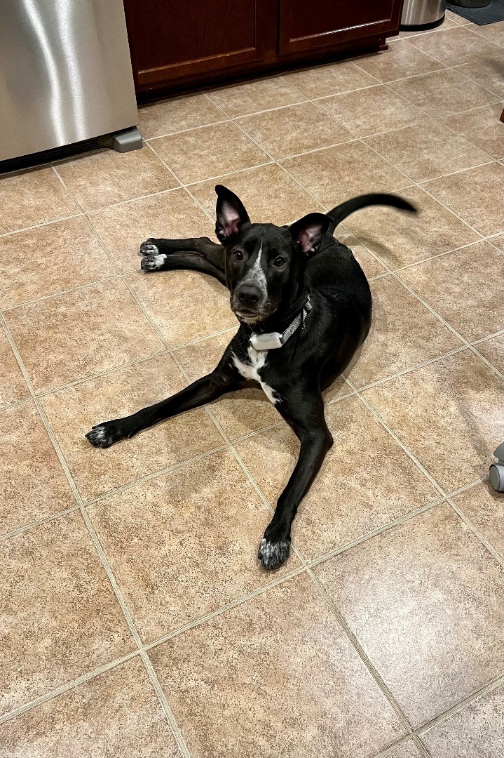 Enlarge William Shakespaw, a Adoptable mixed breed in Portland, OR image 6/6