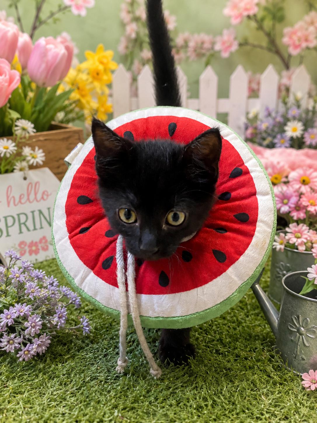 Enlarge Justin, an adopted Domestic Short Hair in Belleville, MI image 1/1