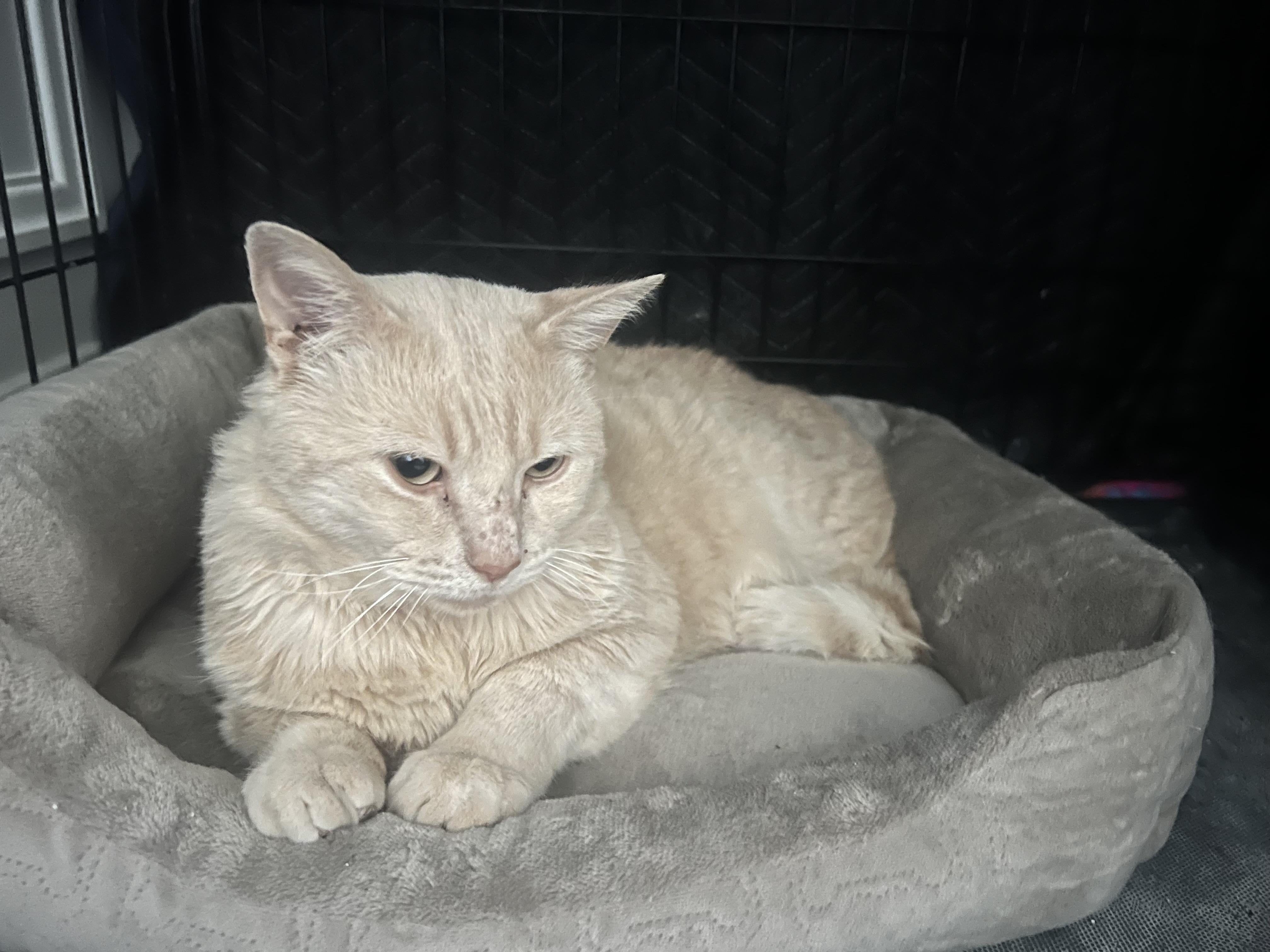 Sir Henry Butterball, Adoptable, Adult Male Domestic Short Hair.