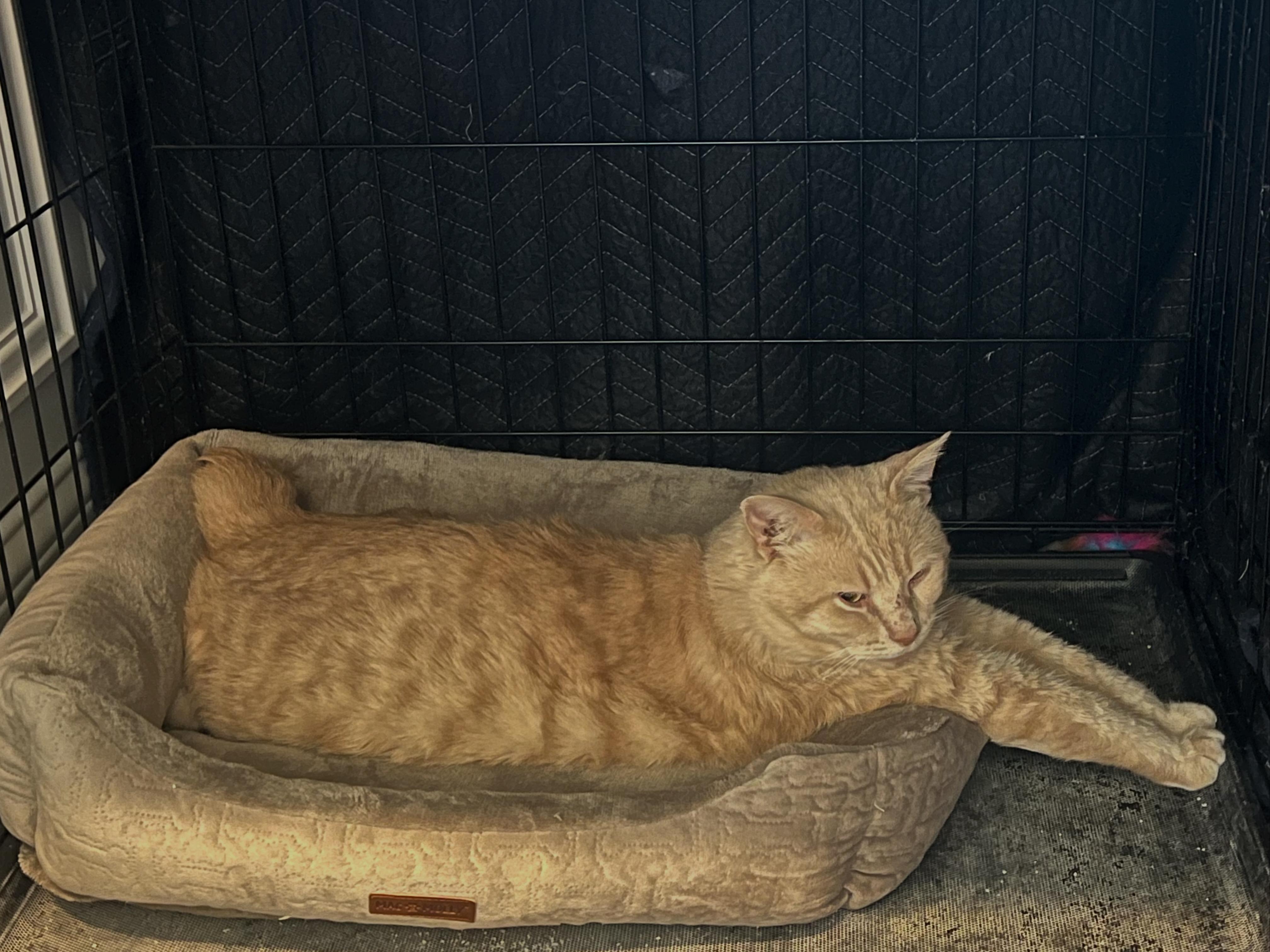 Enlarge Sir Henry Butterball, a Adoptable Domestic Short Hair in Cincinnati, OH image 2/4