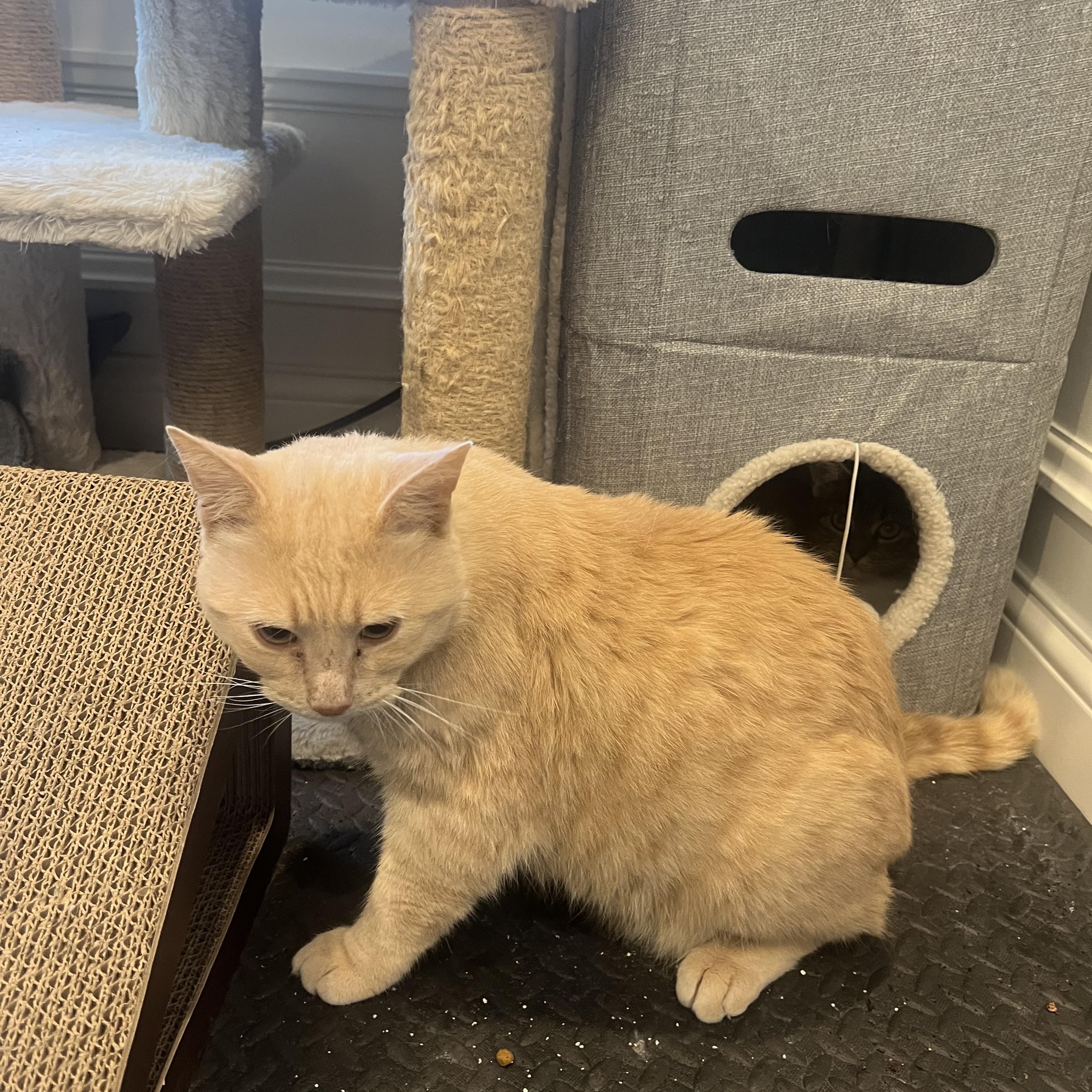 Enlarge Sir Henry Butterball, a Adoptable Domestic Short Hair in Cincinnati, OH image 3/4