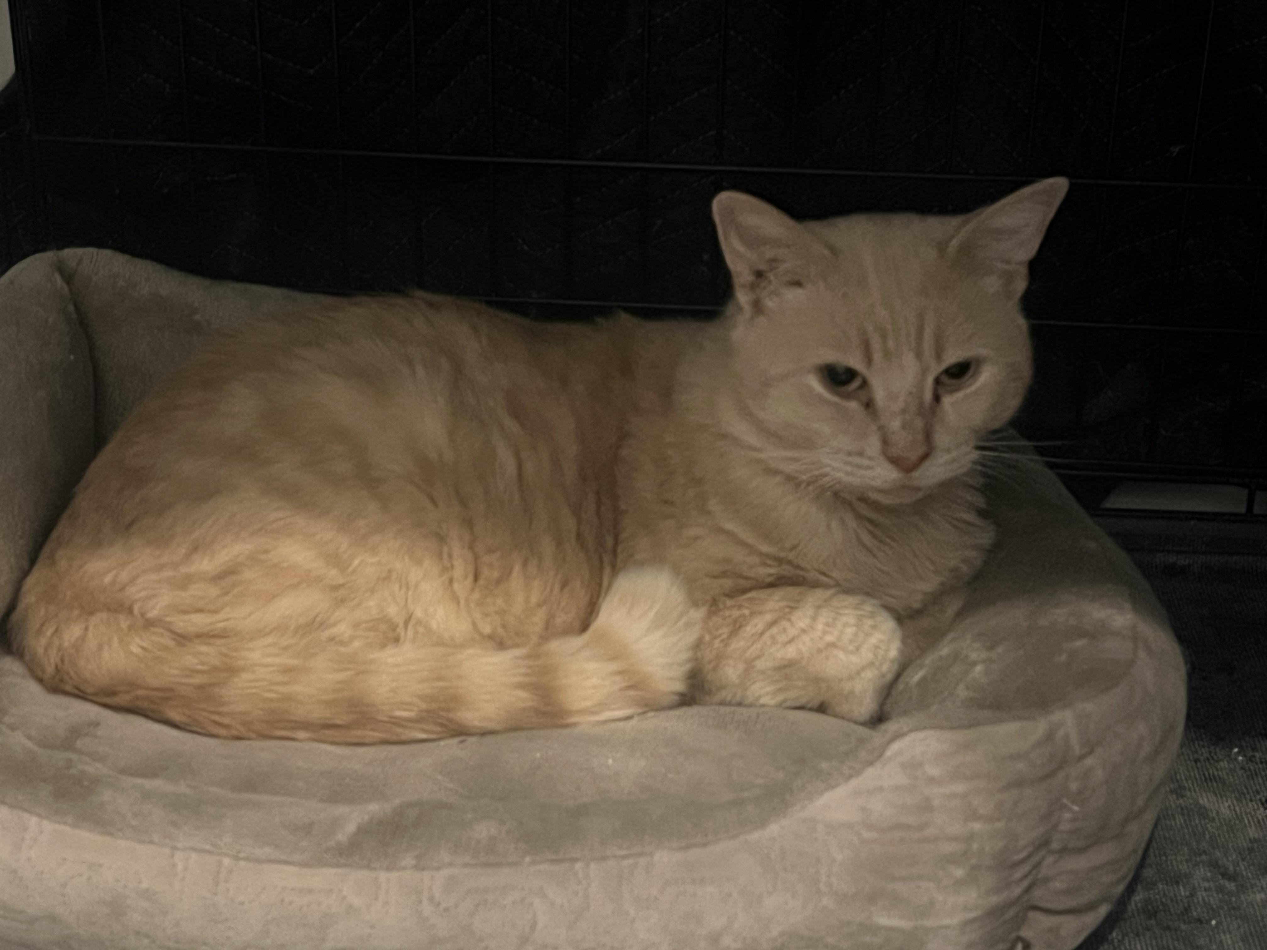 Enlarge Sir Henry Butterball, a Adoptable Domestic Short Hair in Cincinnati, OH image 4/4