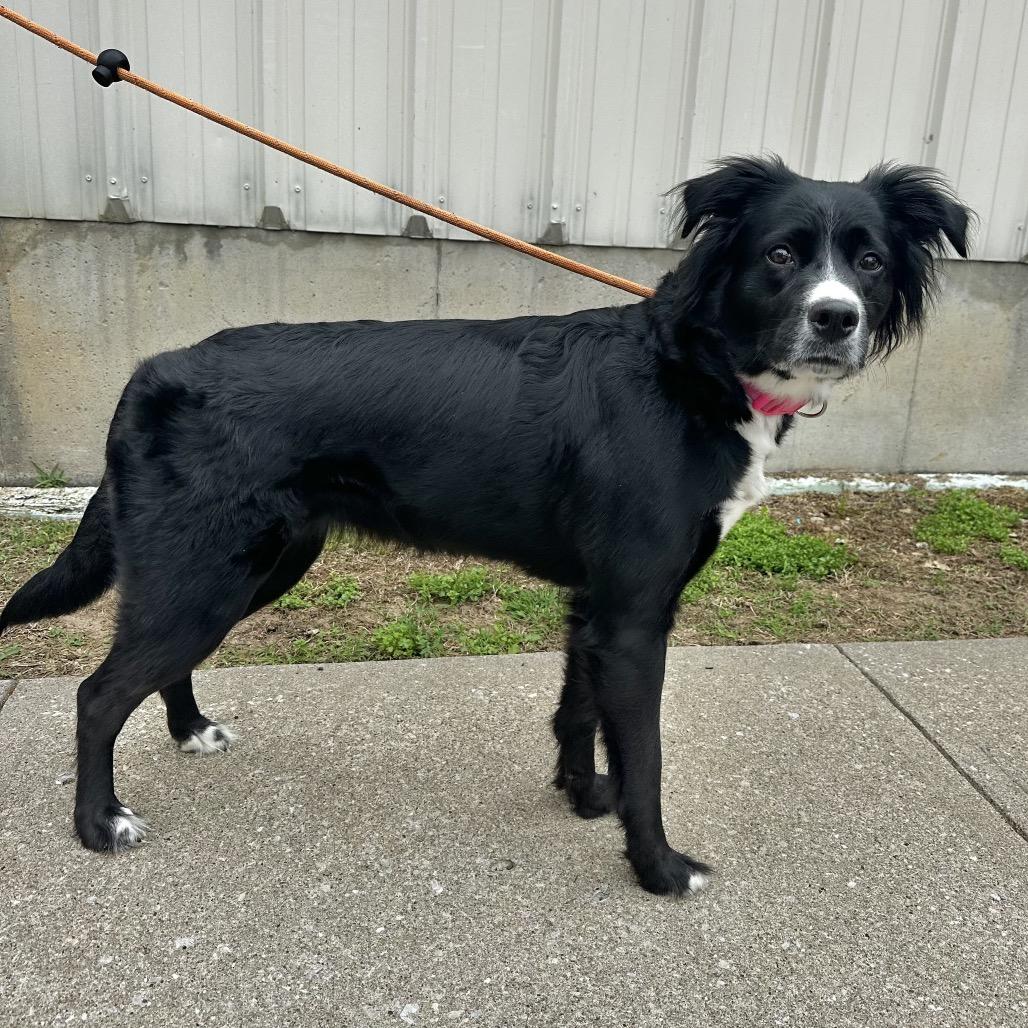 Lola, Adoptable, Adult Female Black Labrador Retriever & Mixed Breed.