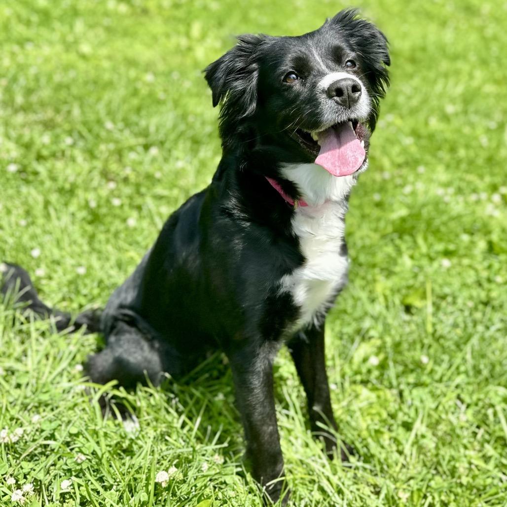 Lola, a Adoptable mixed breed in Warrensburg, MO image 2/3