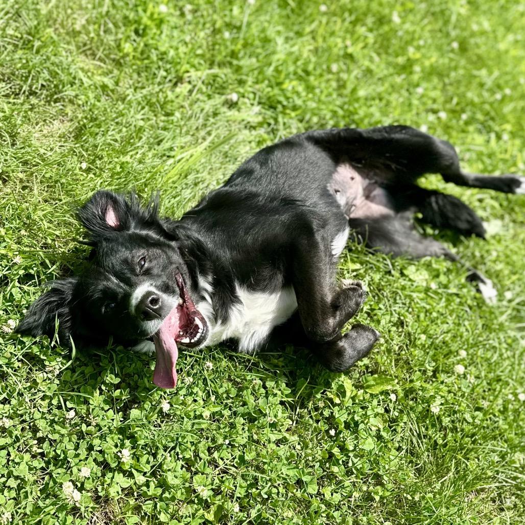 Lola, a Adoptable mixed breed in Warrensburg, MO image 3/3