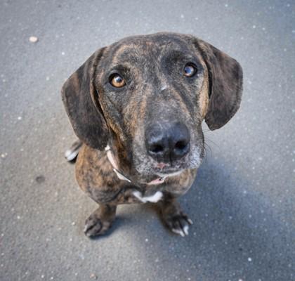 Marbles, ADOPTABLE, Adult Female Plott Hound & Hound.